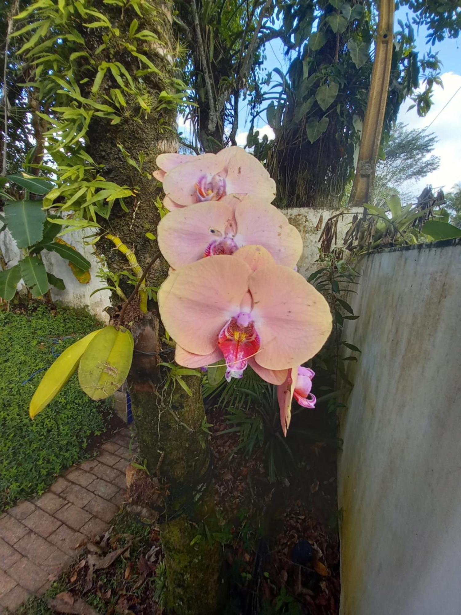 Suite No Condominio Itamambuca - Muito Perto Da Praia !!! Ubatuba Cameră foto